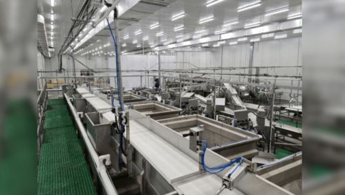 俄日產(chǎn)10條柜魚(yú)類加工新廠啟動(dòng),未來(lái)將沖擊中國(guó)進(jìn)口加工行業(yè)